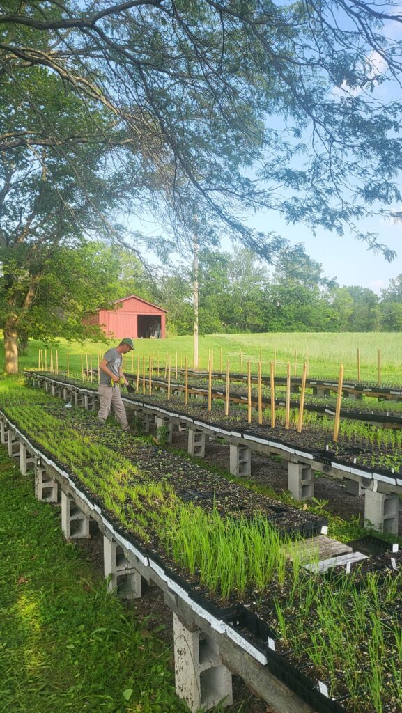 Native plant sale at Historic Huddleston Farm